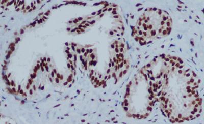 Anti-HP1 gamma (5G10) Mouse Monoclonal Antibody