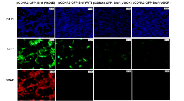 Anti-BRaf(V600E) Mouse Monoclonal Antibody