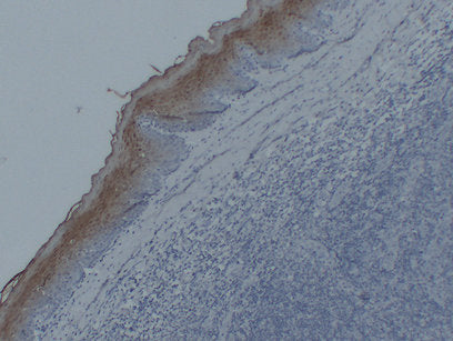 Immunohistochemistry analysis of paraffin-embedded Tonsil using Annexin A1.High-pressure and temperature Sodium Citrate pH 6.0 was used for antigen retrieval.