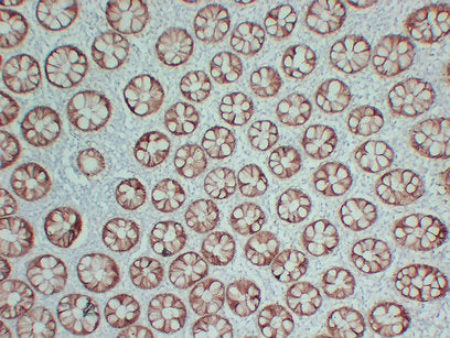 Anti-Claudin 4 Mouse Monoclonal Antibody
