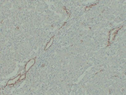 Anti-Claudin 7 Mouse Monoclonal Antibody