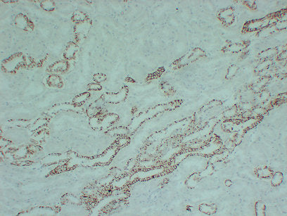 Anti-Claudin 7 Mouse Monoclonal Antibody