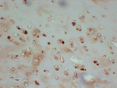 Anti-Collagen II alpha 1 Mouse Monoclonal Antibody