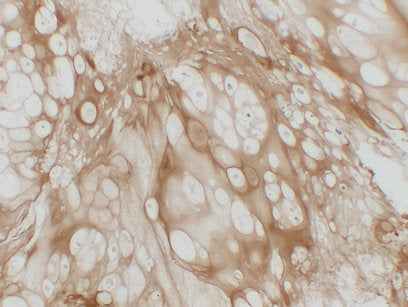 Anti-Collagen II alpha 1 Mouse Monoclonal Antibody
