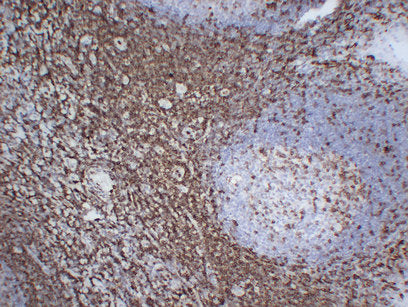 Anti-CD43 Mouse Monoclonal Antibody