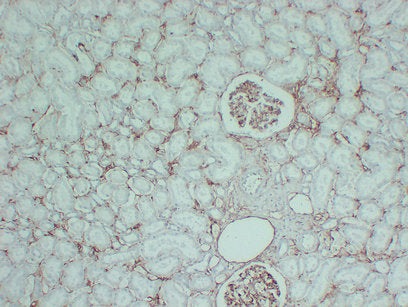 Anti-CD105 Mouse Monoclonal Antibody