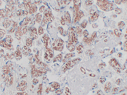 Anti-CD34 Mouse Monoclonal Antibody