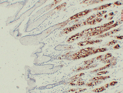Anti-Gastric Mucin Mouse Monoclonal Antibody