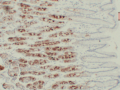 Anti-Gastric Mucin Mouse Monoclonal Antibody