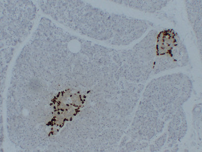 Anti-Glucagon Mouse Monoclonal Antibody
