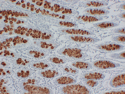 Anti-Mucin 2 Mouse Monoclonal Antibody