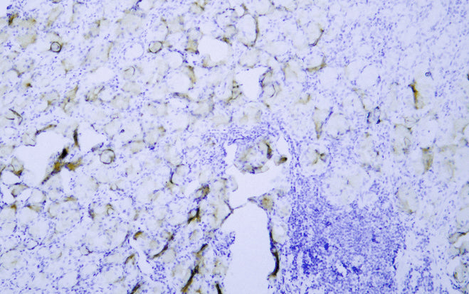 Anti-MelanA Mouse Monoclonal Antibody