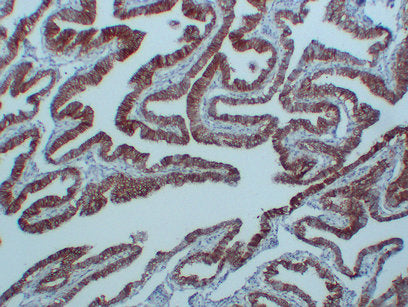 Anti-N Cadherin Mouse Monoclonal Antibody