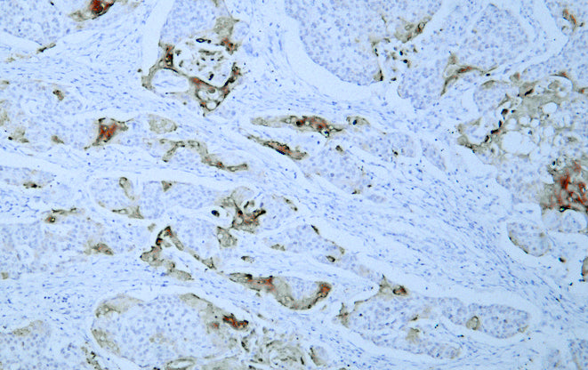 Anti-ROS1 Mouse Monoclonal Antibody