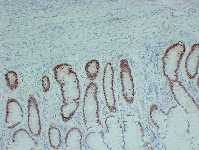 Anti-SOX9 Mouse Monoclonal Antibody