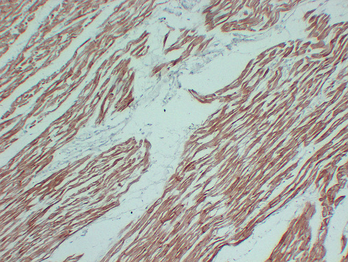 Anti-alpha Skeletal/Cardiac Muscle Actin Mouse Monoclonal Antibody