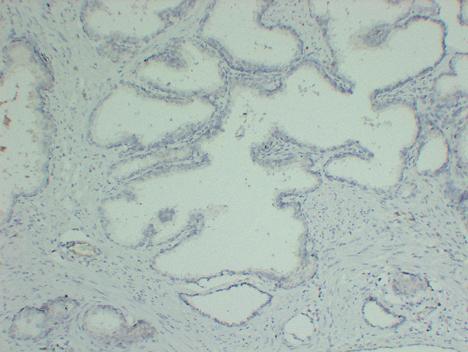 Anti-alpha Skeletal/Cardiac Muscle Actin Mouse Monoclonal Antibody