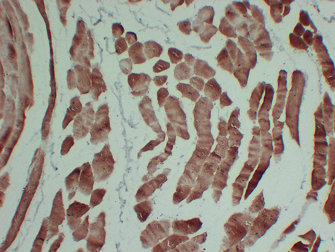 Anti-alpha Skeletal/Cardiac Muscle Actin Mouse Monoclonal Antibody