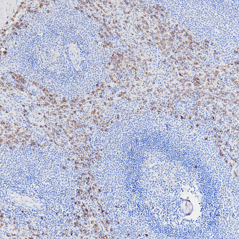 Anti-CD15 Mouse Monoclonal Antibody