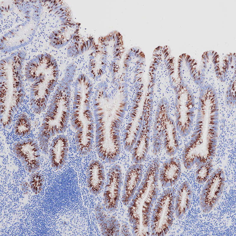 Anti-Mucin 2 Mouse Monoclonal Antibody