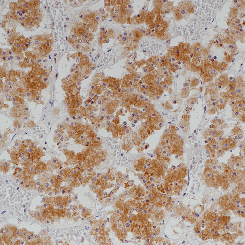 Anti-Growth Hormone 1 Mouse Monoclonal Antibody