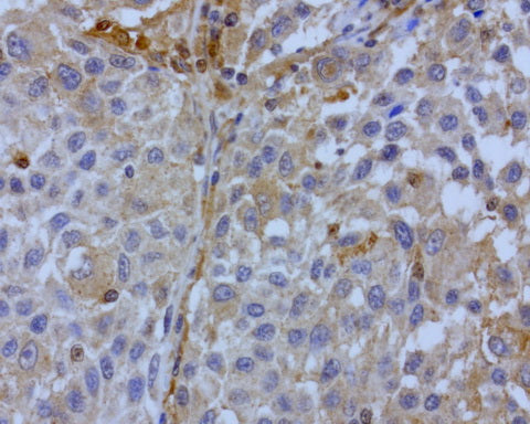 Anti-Bid Mouse Monoclonal Antibody