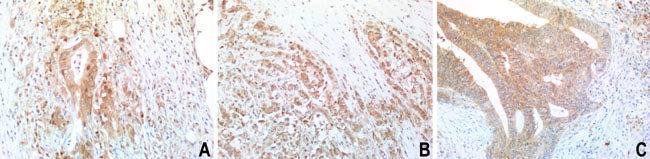 Anti-Bid Mouse Monoclonal Antibody