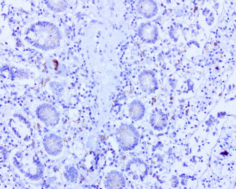 Anti-BMP4 Mouse Monoclonal Antibody