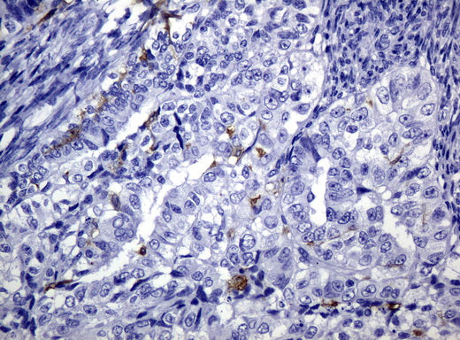 Anti-CD1C Mouse Monoclonal Antibody