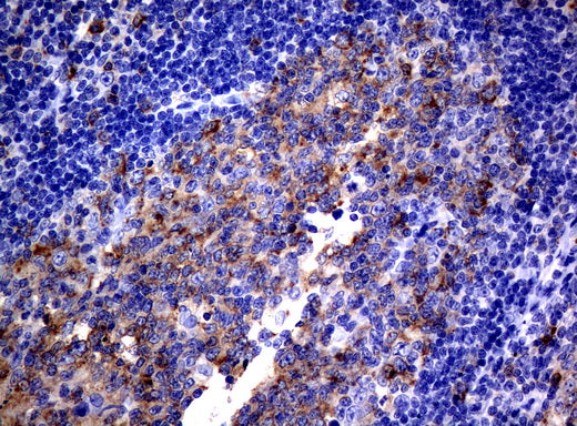 Anti-CD80 Mouse Monoclonal Antibody
