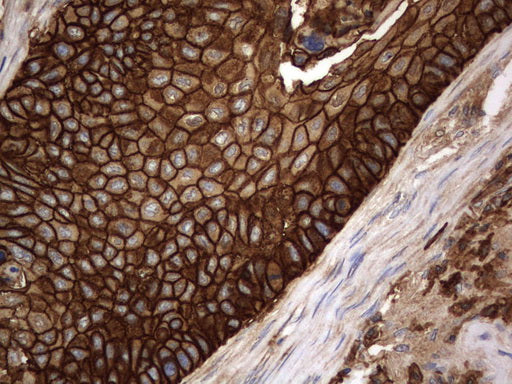 Anti-CD44 Mouse Monoclonal Antibody