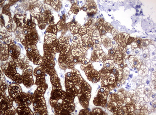 Anti-Cytochrome P450 1A2 Mouse Monoclonal Antibody