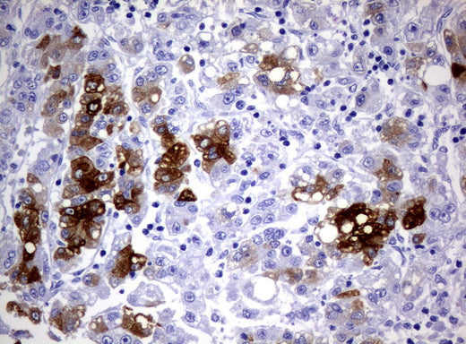 Anti-Cytochrome P450 1A2 Mouse Monoclonal Antibody