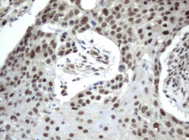 Anti-XPF Mouse Monoclonal Antibody