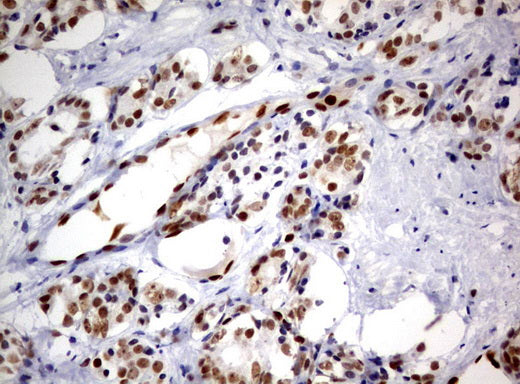 Anti-ERG Mouse Monoclonal Antibody