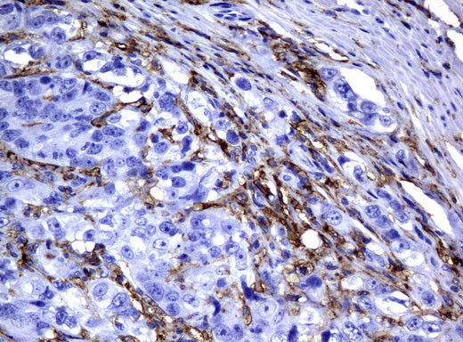 Anti-CD32 Mouse Monoclonal Antibody