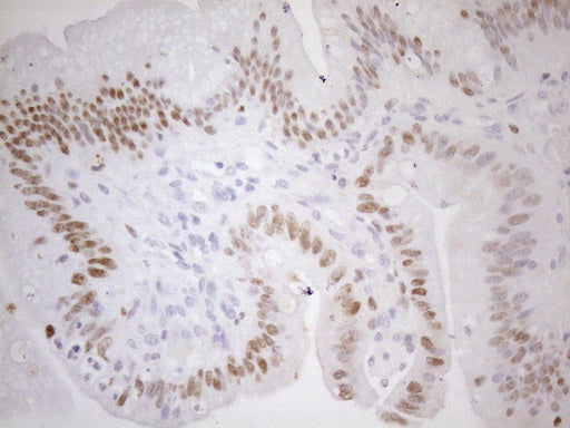Anti-c-Fos Mouse Monoclonal Antibody