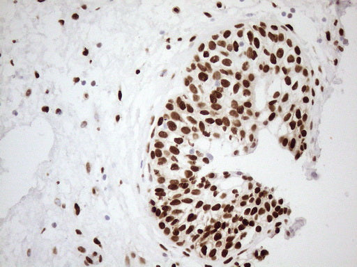 Anti-c-Fos Mouse Monoclonal Antibody