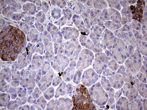 Anti-GBA Mouse Monoclonal Antibody