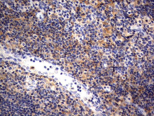 Anti-RAPGEF1 Mouse Monoclonal Antibody