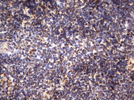 Anti-HADH Mouse Monoclonal Antibody