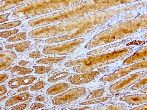 Anti-Haptoglobin Mouse Monoclonal Antibody