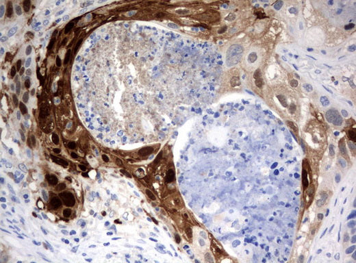 Anti-Indoleamine 2,3-dioxygenase Mouse Monoclonal Antibody