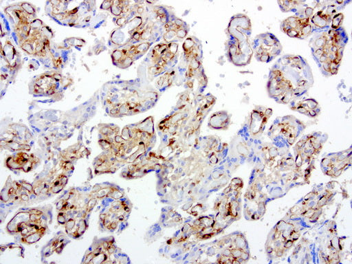 Anti-Indoleamine 2,3-dioxygenase Mouse Monoclonal Antibody