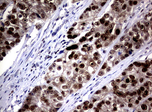 Anti-c-Jun Mouse Monoclonal Antibody