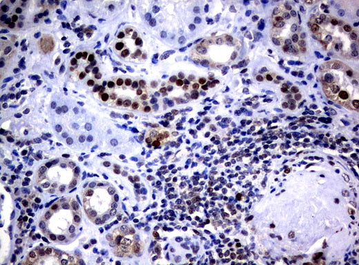 Anti-c-Jun Mouse Monoclonal Antibody