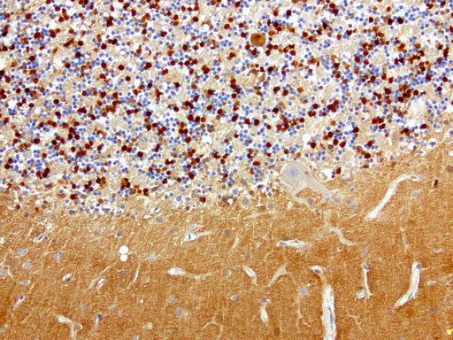 Anti-L1CAM Mouse Monoclonal Antibody