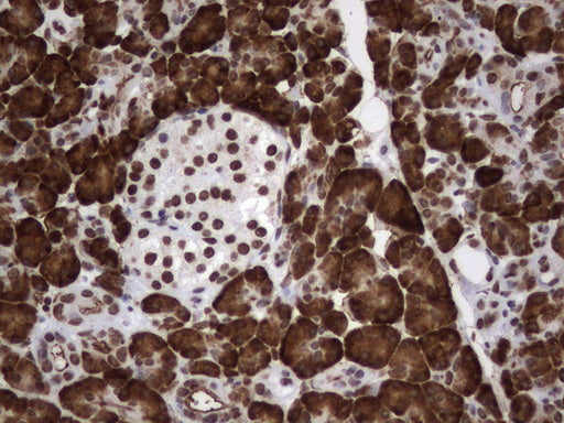Anti-MLF1 Mouse Monoclonal Antibody