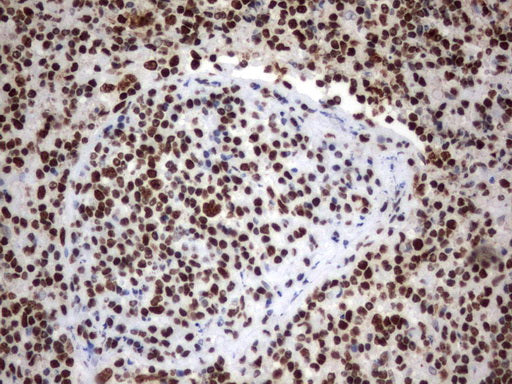 Anti-MLF1 Mouse Monoclonal Antibody