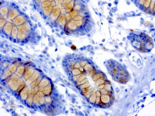 Anti-Musashi 1 Mouse Monoclonal Antibody